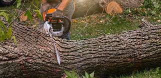 How Our Tree Care Process Works  in  Rio Vista, TX