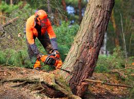 Best Arborist Consultation Services  in Rio Vista, TX