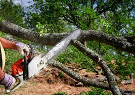 Trusted Rio Vista, TX  Tree Services Experts